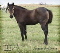Miss Smotrix' 2015 Roan Filly